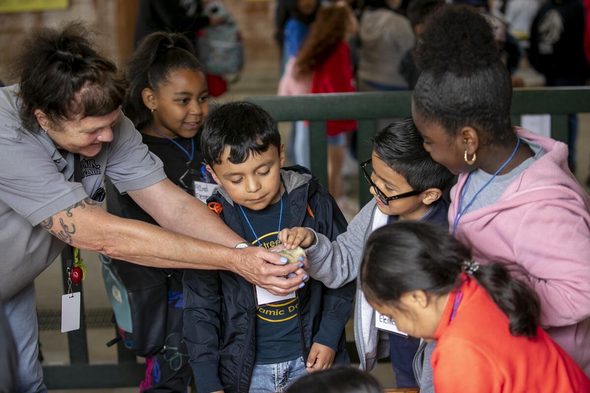 Centennial Farm volunteer Julie Gaffney presents a newborn chick to children on Discovery Day Thursday.