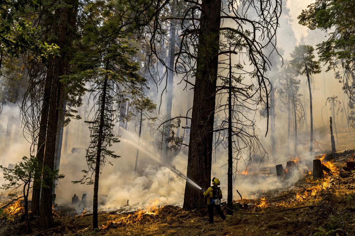 FILE - A CalFire firefighter puts water on a tree as a backfire burns along Wawona Road during the Washburn Fire in Yosemite National Park, Calif., Monday, July 11, 2022. Yosemite National Park visitors in some areas below 8,000 feet (2,400 meters) will be prohibited from starting fires starting Saturday, July 16, 2022, to reduce the threat of sparking new fires inside the park where firefighters have been battling a blaze since the week before. (Stephen Lam/San Francisco Chronicle via AP, File)