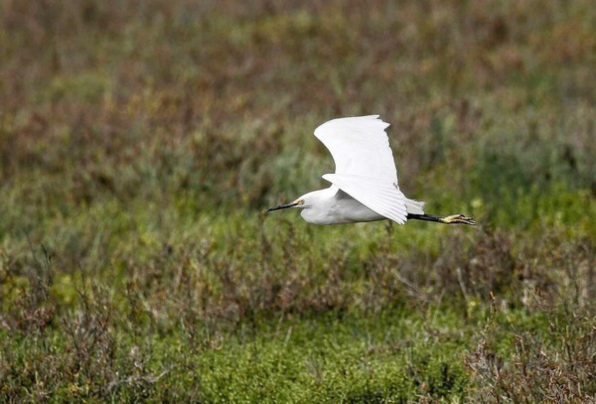An egret takes flight low over the marsh at Bolsa Chica Ecological Reserve, which protects wetlands in Orange County.