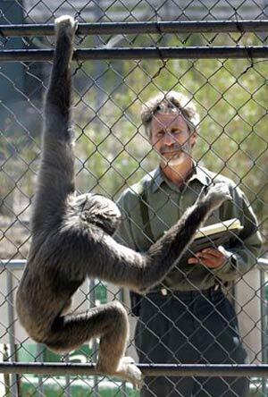 Alan Mootnick, director of the Gibbon Conservation Center in Saugus, observes a group of gibbons in 2008. He was concerned about urban sprawl threatening the health and well-being of the resident primates.