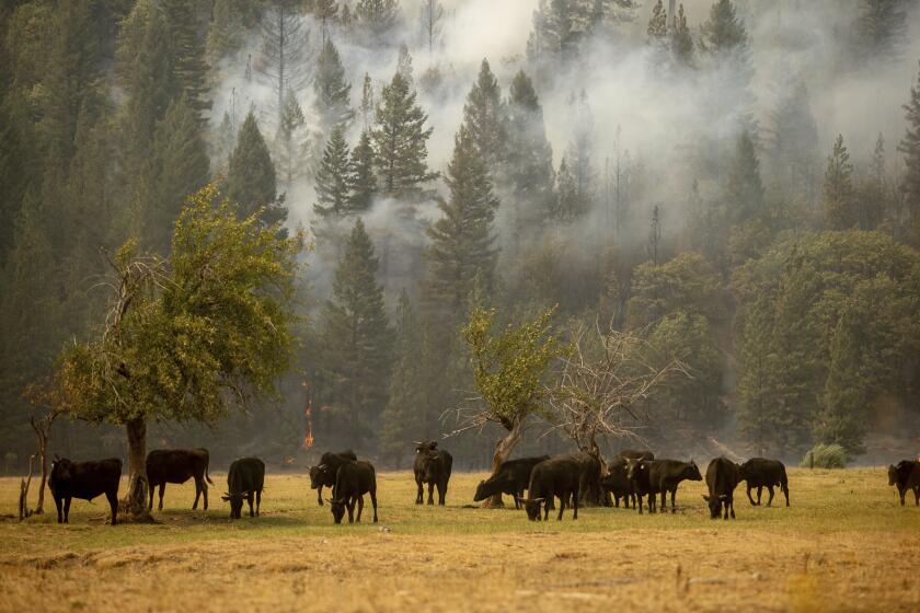 Cows graze in a pasture as the Dixie Fire burns in Genesee, Calif., on Saturday, Aug. 21, 2021. (AP Photo/Ethan Swope)