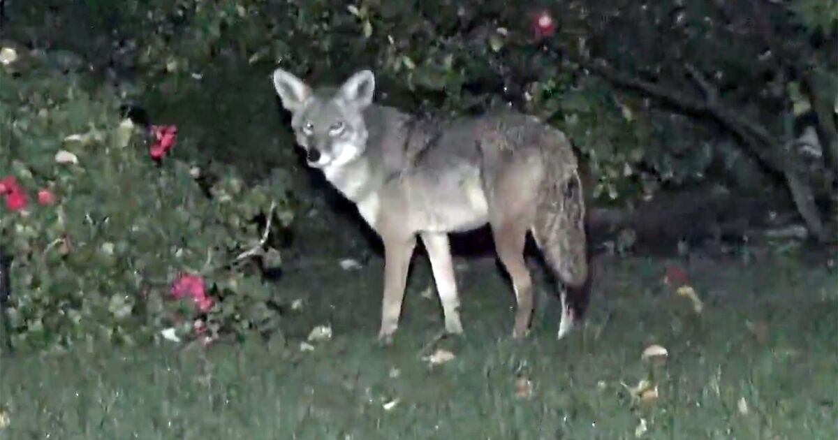Coyote attacks toddler on front lawn of Woodland Hills home
