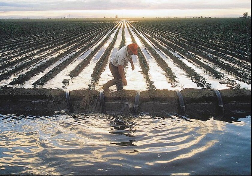 A California farm worker prepares siphon hoses to irrigate a field of cotton near Fresno, Calif., in 1991.