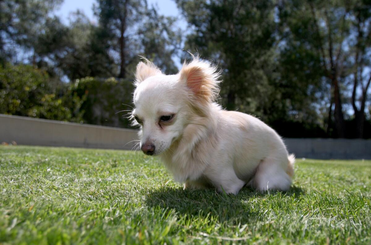 Nimble, a 1-year old female Chihuahua mix, was born with disintegrating legs, at Mayors' Discovery Park in La Cañada Flintridge on Friday, April 15, 2016. Owned by Christine Broyles, 30 of La Cañada Flintridge and born with disintegrating legs, the dog will get 3-D printing prosthetic legs soon.