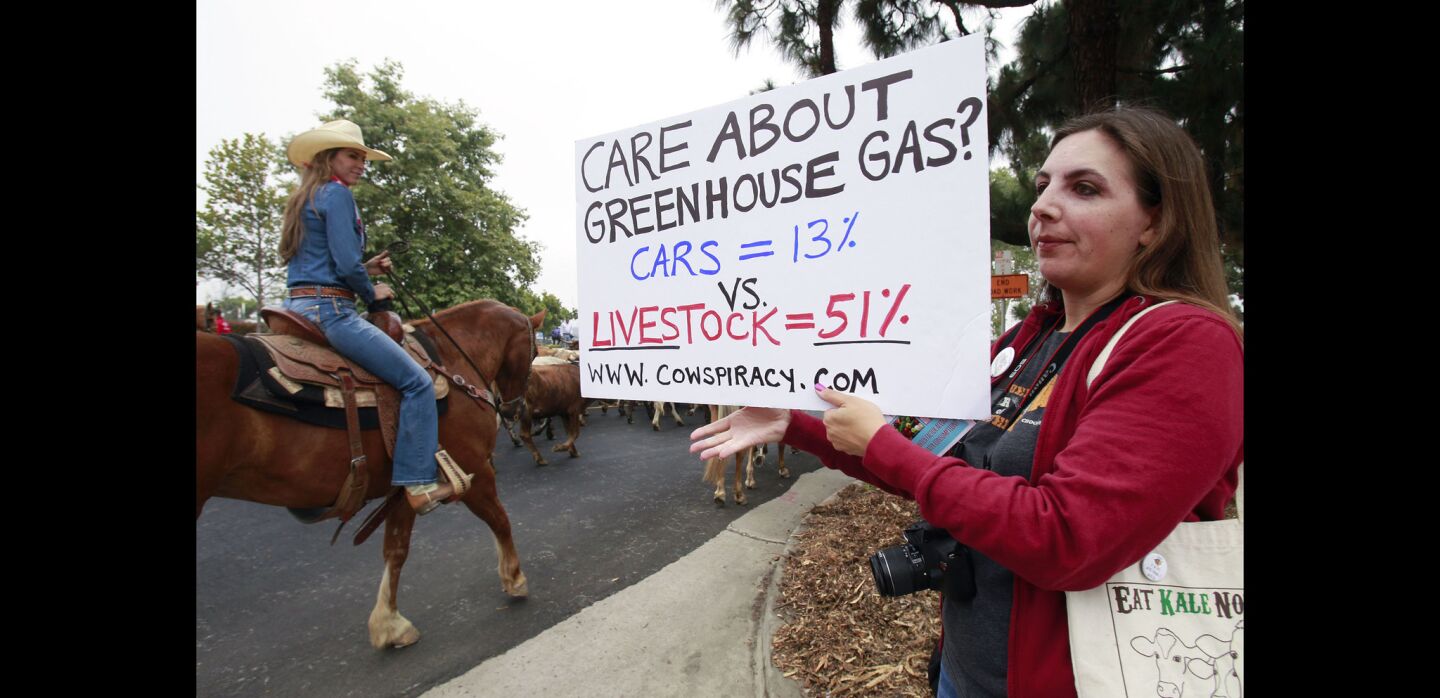 Sarah Bush holds a sign in protest against raising livestock and the environmental and health effects from it as a cattle drive moves past on West Harbor Drive.