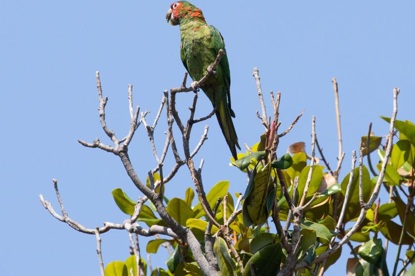 ALHAMBRA, CA - JULY 01: FOR FILE ART. A wild parrot squawks from a tree branch at Alhambra Park in Alhambra, CA on Saturday, July 1, 2023. (Myung J. Chun / Los Angeles Times)