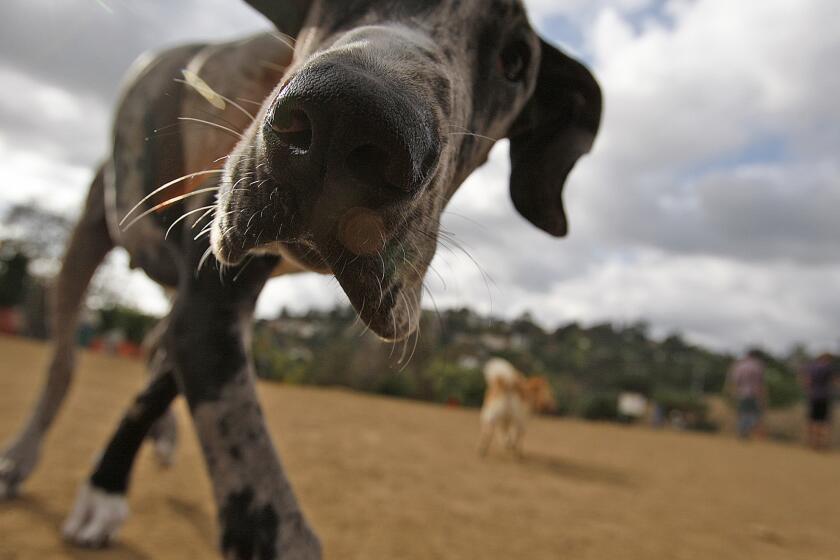 "Fuzzy," at 6 months old, wanders the dog park area near the Silver Lake Recreation Center. He is owned by Craig Wilkening.