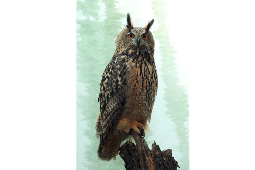 This photo, provided by the Wildlife Conservation Society, shows a Eurasion eagle-owl named Flaco that escaped from New York's Central Park Zoo after someone vandalized its exhibit by cutting through stainless steel mesh, zoo officials said Friday, Feb. 3, 2023. It was spotted on Fifth Avenue, then flew back into the park Friday morning and remained high up in a tree there for much of the day. (Julie Larsen Maher/Wildlife Conservation Society via AP)