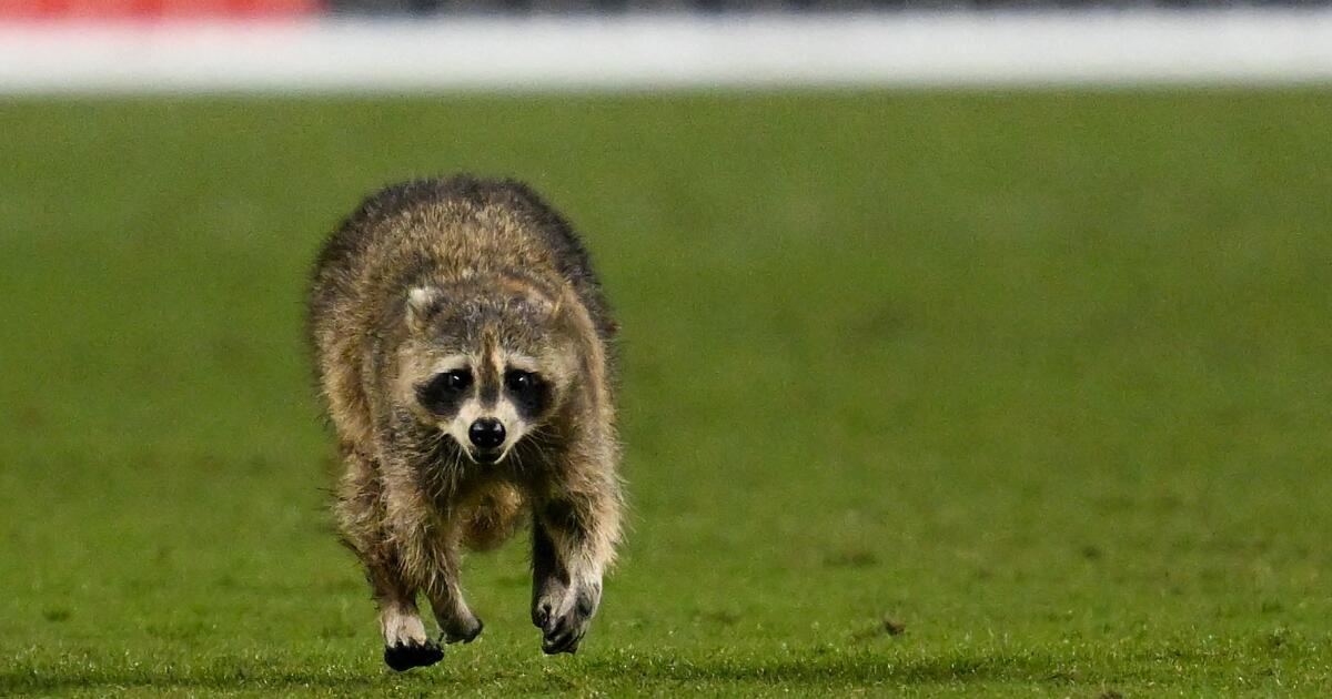 MLS maçını durduran rakun kendi Topps takas kartını aldı