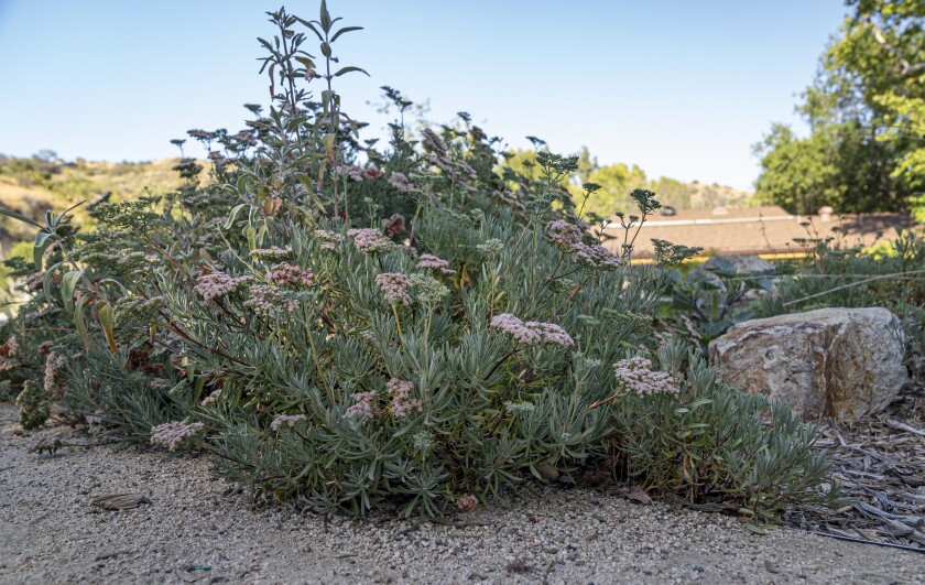 a shrub