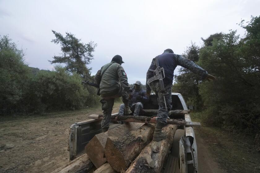 Guardabosques comunitarios caminan sobre troncos de pino incautados que encontraron escondidos a un costado de un camino mientras patrullaban a las afueras de la localidad indígena de Cherán, el 20 de enero de 2022, en el estado de Michoacán, México. (AP Foto/Fernando Llano, Archivo)