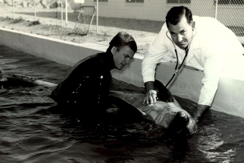 Dr. Sam Ridgway, right, works with a bottlenose dolphin in the U.S. Navy’s Marine Mammal Program.