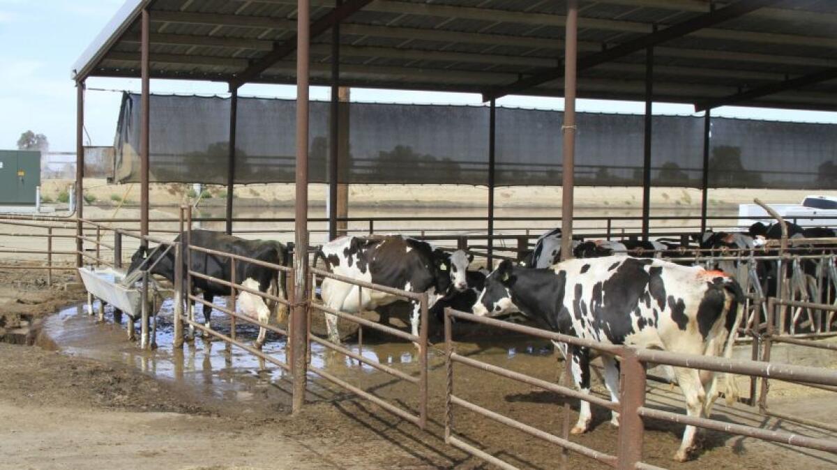 Cows at the GJ Te Velde Ranch dairy farm in Tipton, Calif.