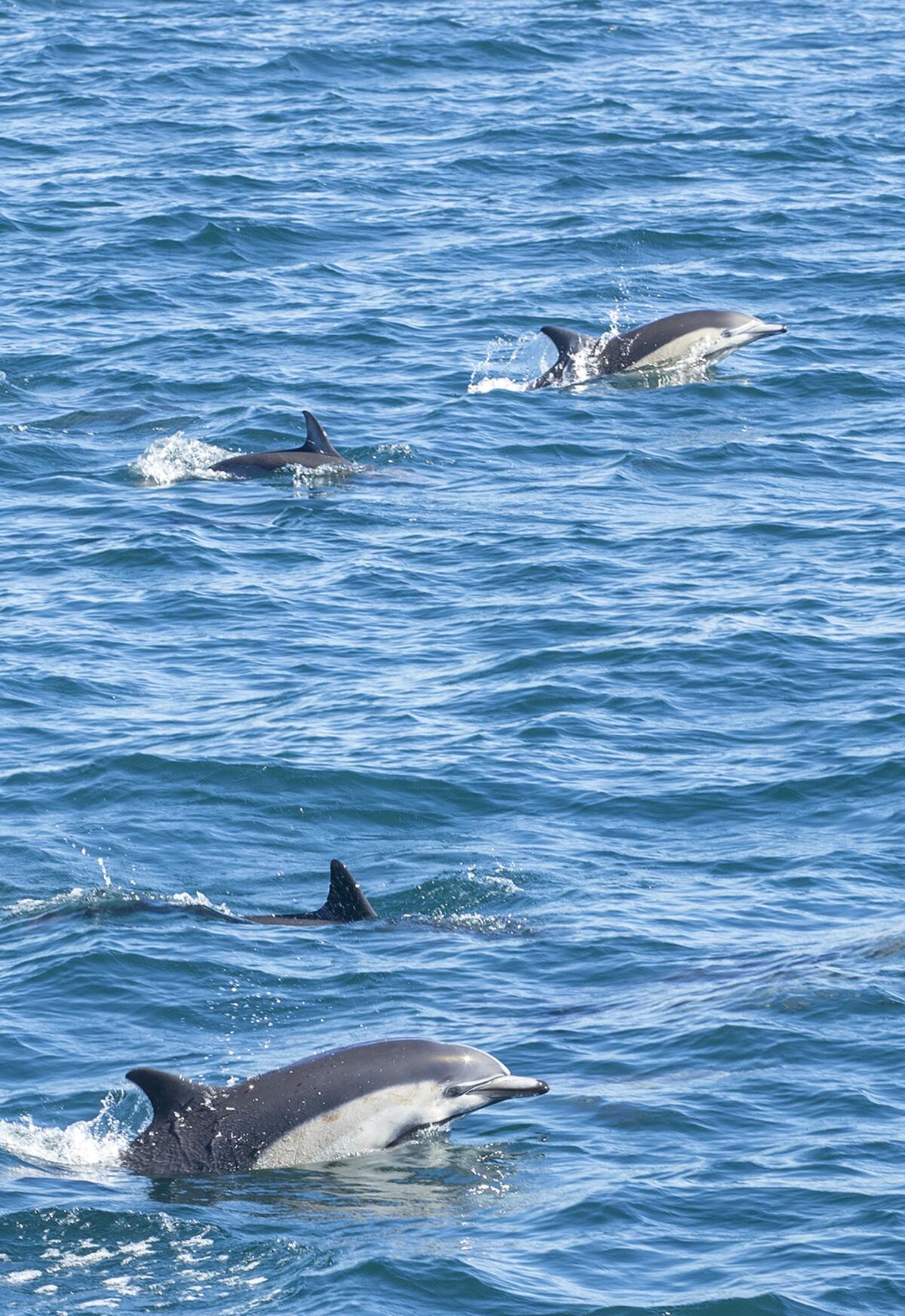 A large pod of common dolphins is seen from the boat during a whale watching trip on Friday.
