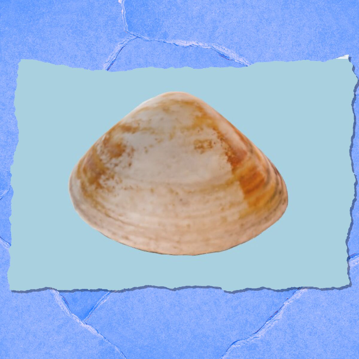 An illustration of a clam.