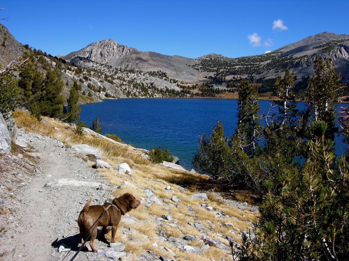 A dog stands on a mountain trail overlooking a lake.