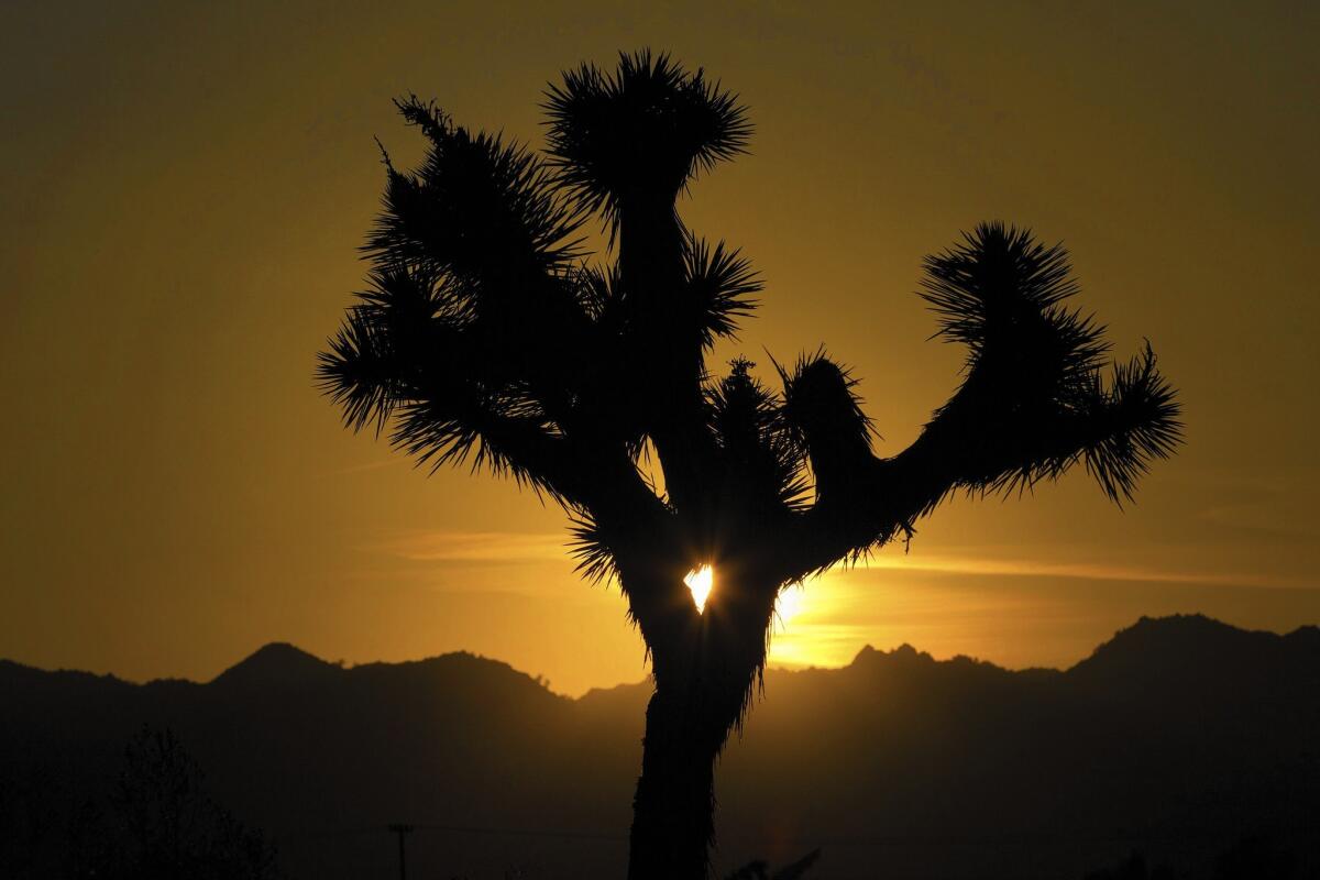 The setting sun silhouettes a dried-up Joshua tree. The trees grow only in the Mojave Desert and have become mainstays for movies, fashion shoots, advertising campaigns and more.