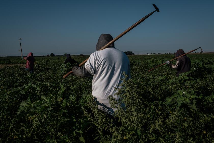 Farmworkers weed a tomato field in French Camp, California on July 24, 2020. More than 70% of new cases of coronavirus in California's fertile San Joaquin valley are Latino workers, but advocates say they lack testing and access to care.