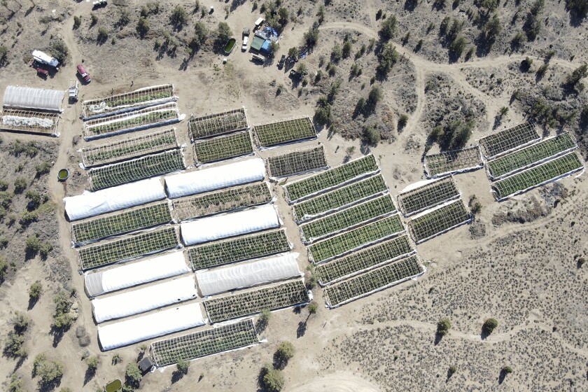 A marijuana grow is seen on Sept. 2, 2021, in an aerial photo taken by the Deschutes County Sheriff's Office in the community of Alfalfa, Ore. After hearing testimony this week about the proliferation of illegal marijuana farms in Oregon and their negative impacts, the Oregon Legislature dedicated $25 million to combatting them. (Deschutes County Sheriff via AP)