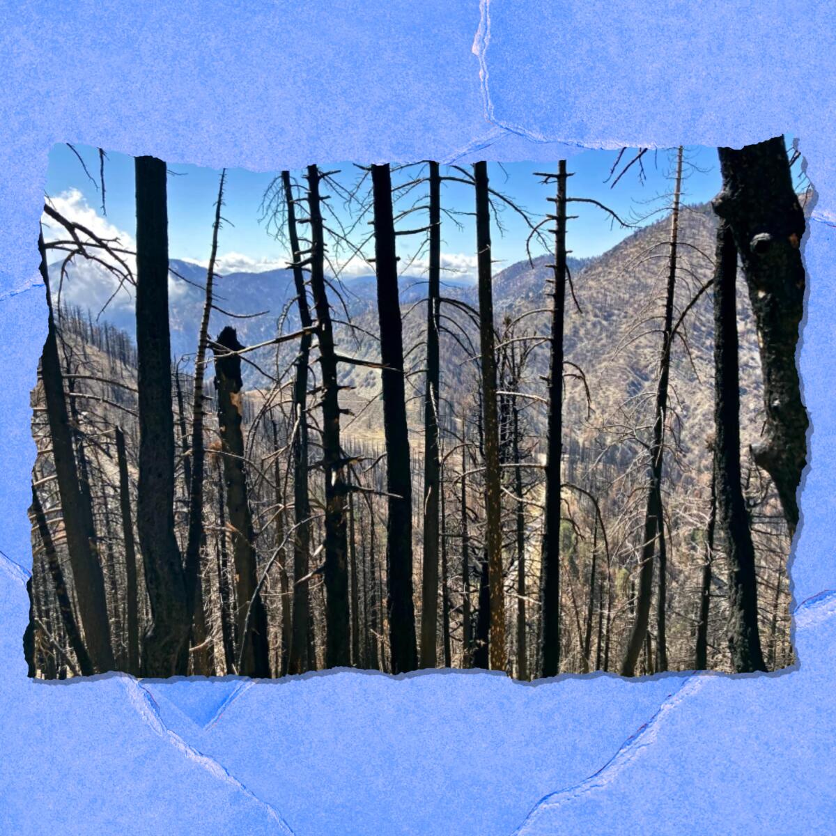 Closeup of blackened trees. In the background are mountains and blue sky.