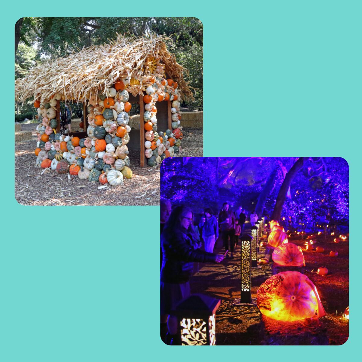 Photos of a hut decorated with pumpkins and of pumpkin lights on a light-blue background