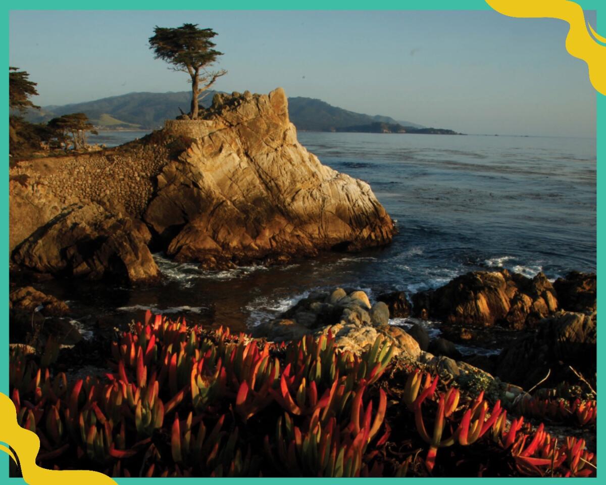 A cypress tree rises on a bluff overlooking the ocean.