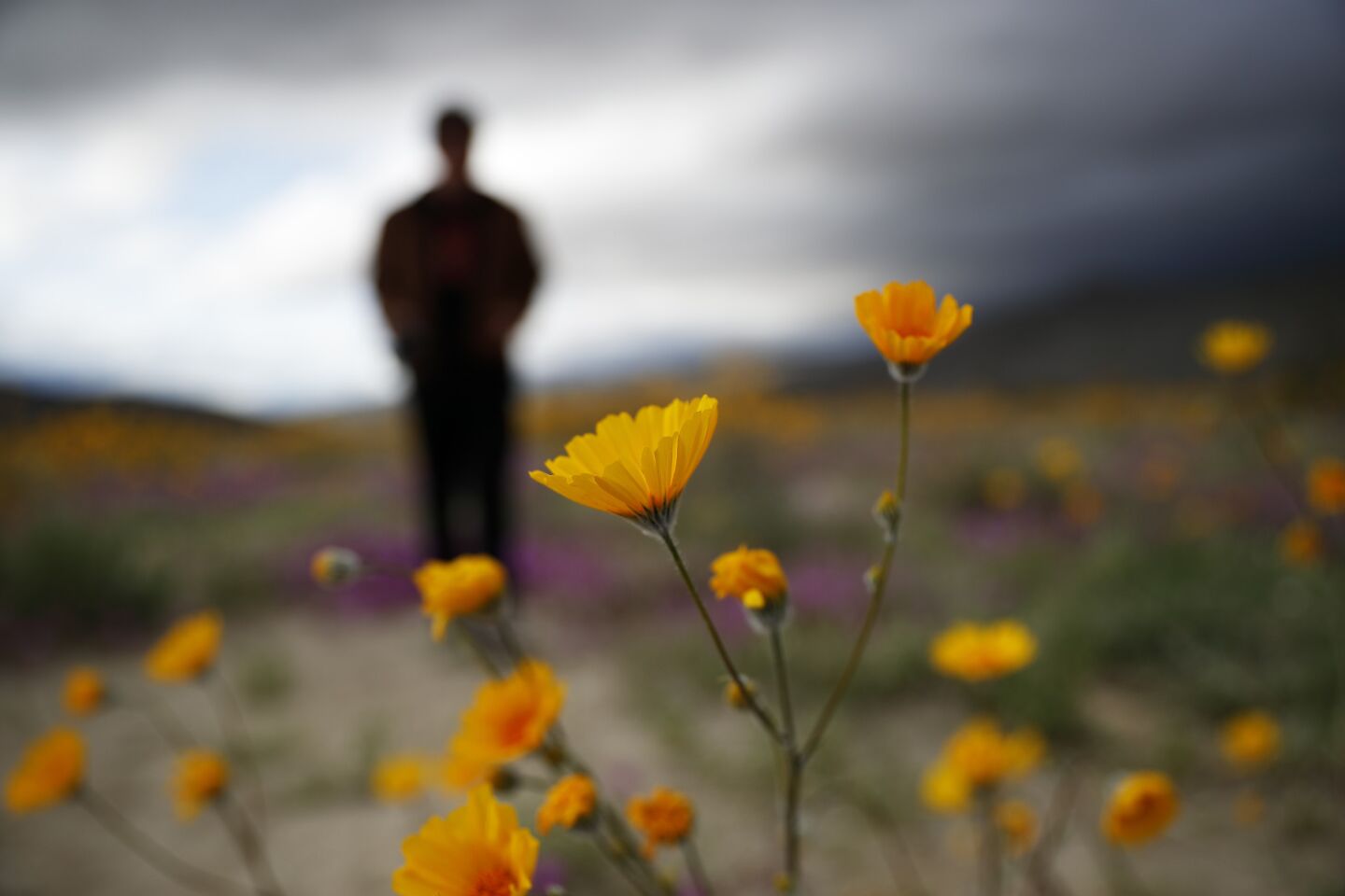 A wet year after a drought has triggered the great bloom of wildflowers in parts of California, including near Borrego Springs.