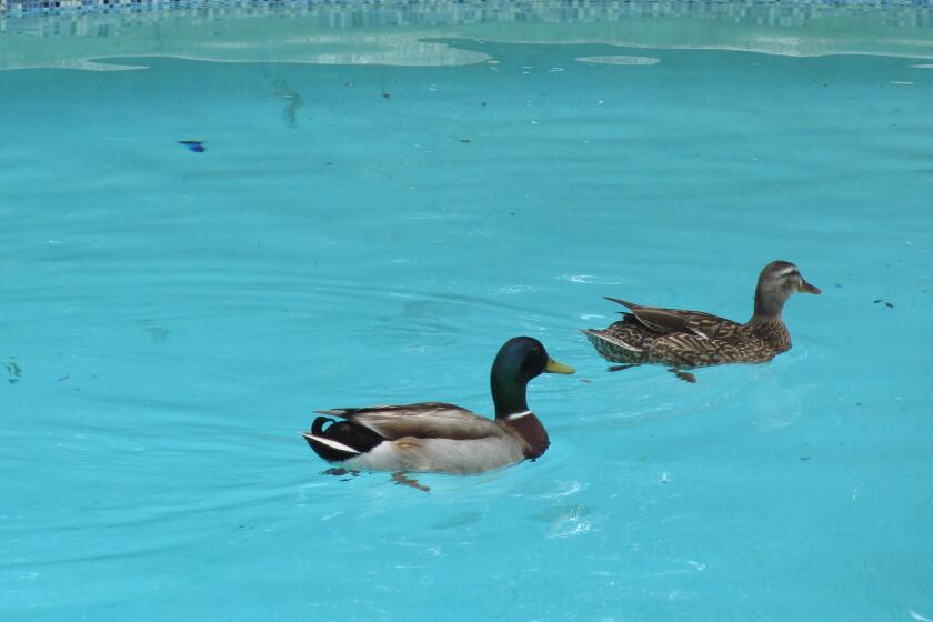 Quick and Quack found Inga's pool much to their liking.