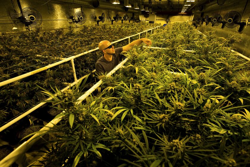 Jon Richards, compliance manager at Patients Against Pain Cannabis Collective in Los Angeles, removes dead leaves, while inspecting marijuana plants for harvest inside a growing room.