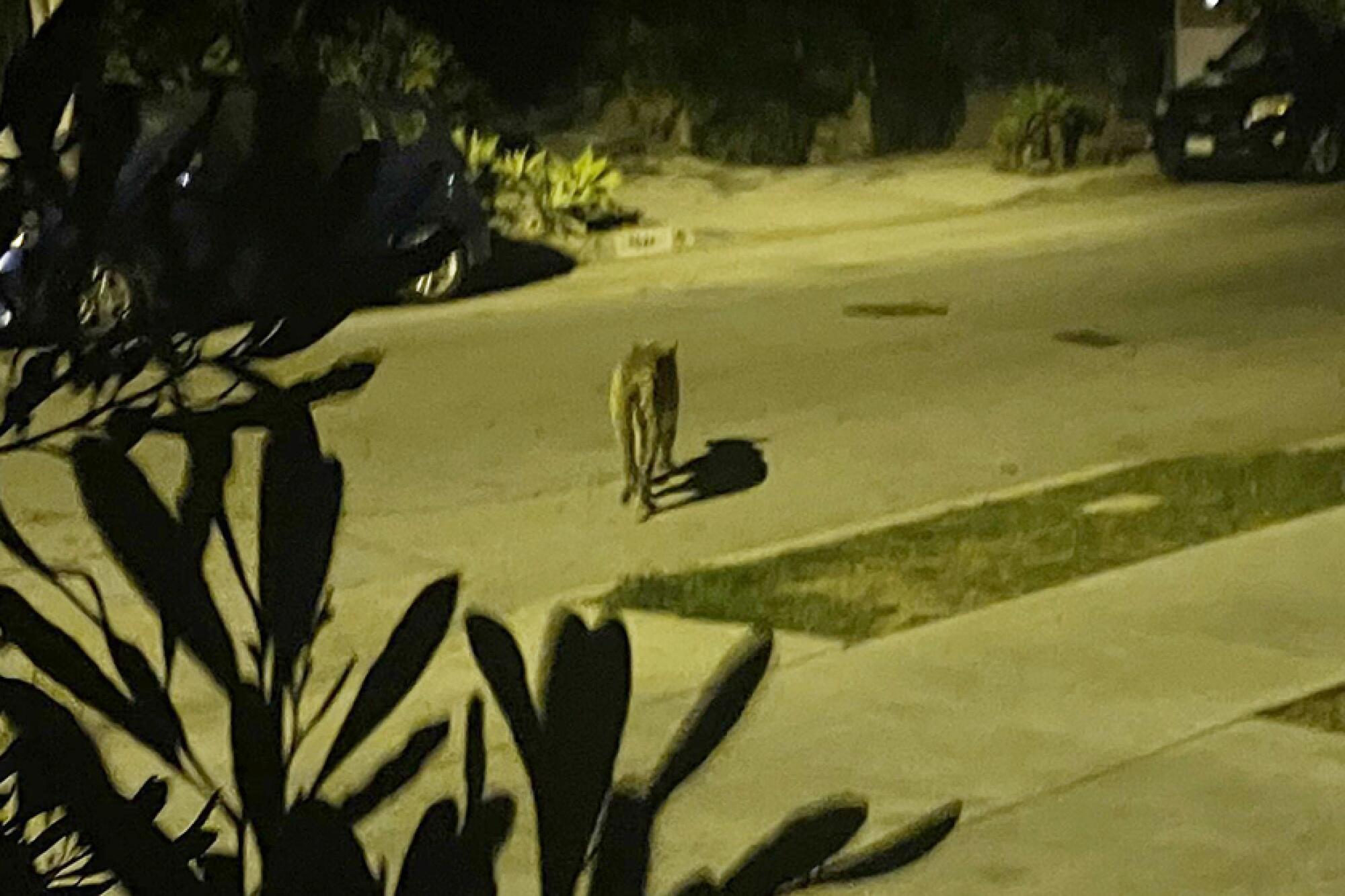 A mountain lion crosses a street at night near parked cars.