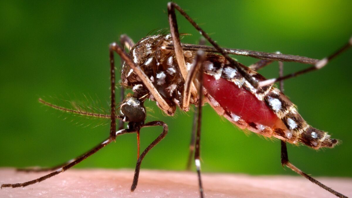This 2006 photo provided by the Centers for Disease Control and Prevention shows a female Aedes aegypti mosquito in the process of acquiring a blood meal from a human host.