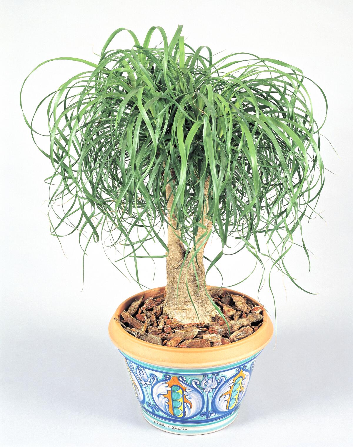 Close-up of a ponytail palm 