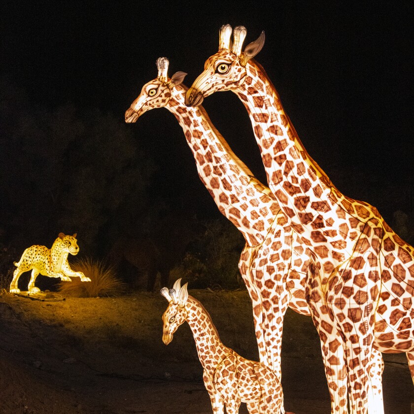 Life-size lanterns depicting giraffes and a cheetah.