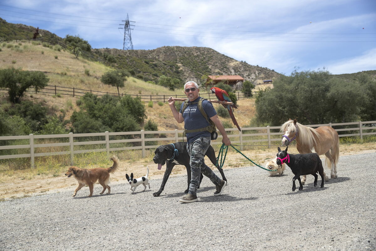 Dog Whisperer Cesar Millan Offers Tips For Dog Owners Los Angeles Times dog-whisperer-cesar-millan-offers-tips-for-dog-owners-los-angeles-times