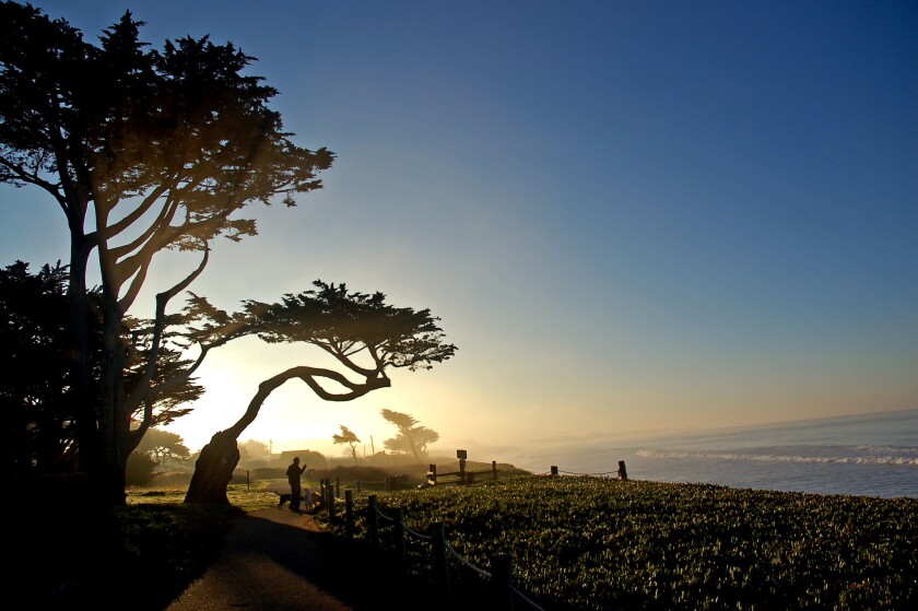 At Miramar Beach along Half Mooon Bay's car–free Coastside Trail, a dogwalker passes under a cypress at dawn.