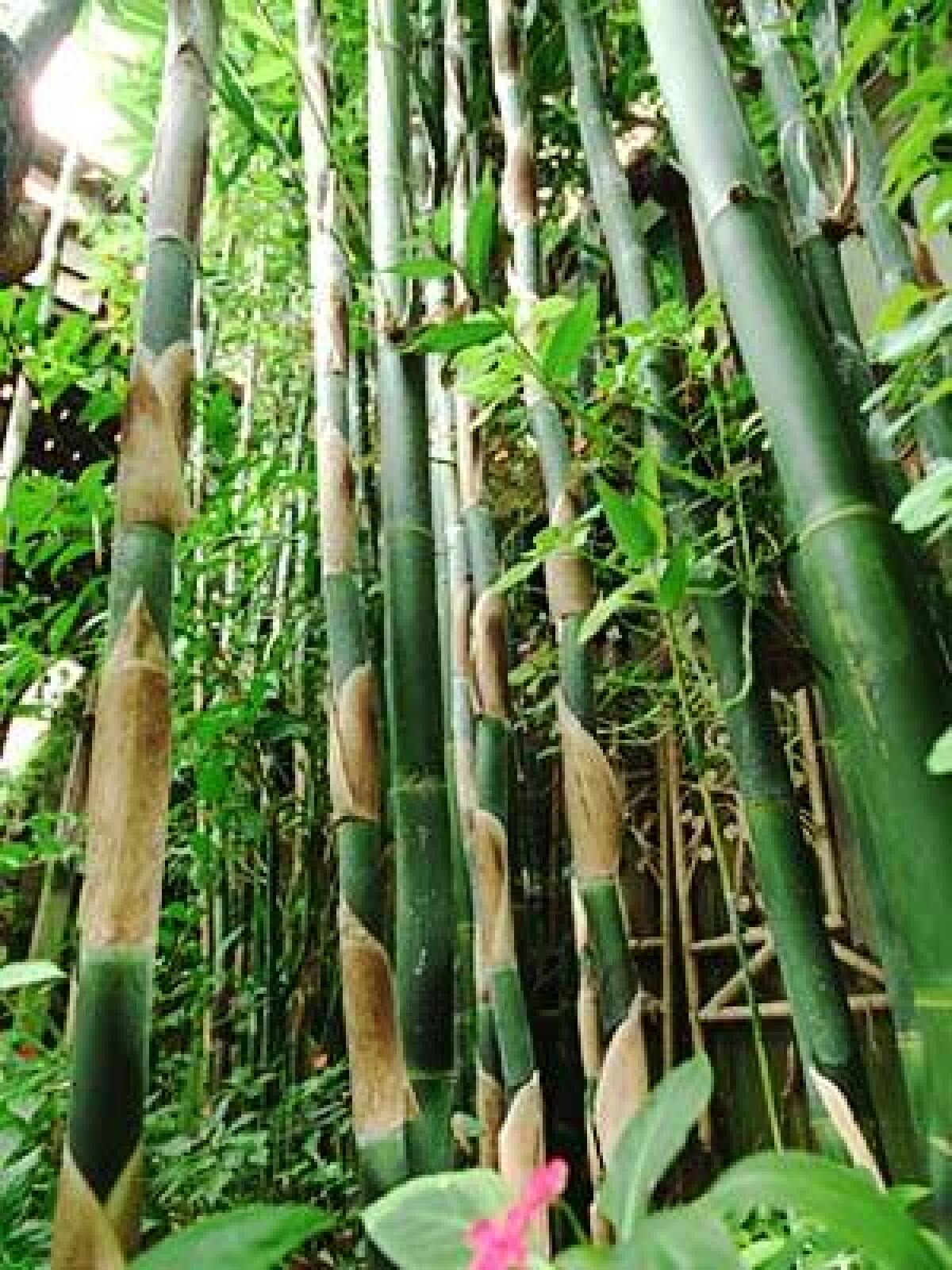 Planted 20 years ago, a variety of giant clumping bamboo reaches up to a height of about 40 feet from a cool, shady part of a resident's yard in Corona del Mar.