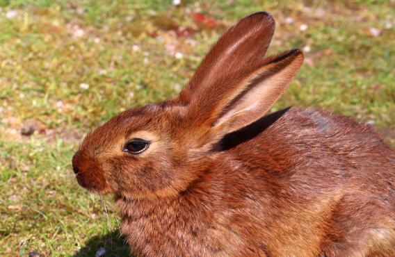 The Most Popular Variety of Rabbit Breeds You Can Own as a Pet in the U ...