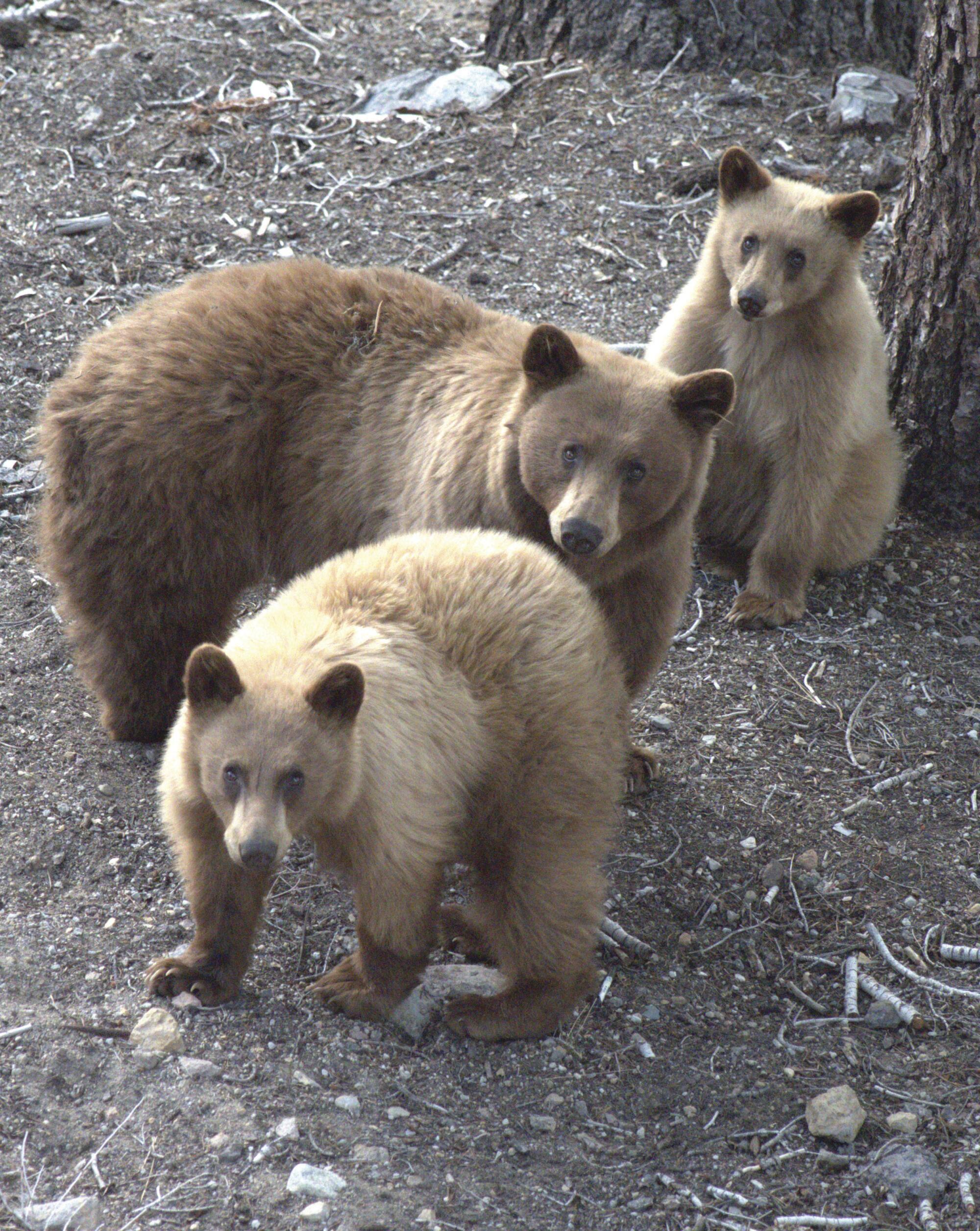 Three tan-colored bears sitting in the woods.