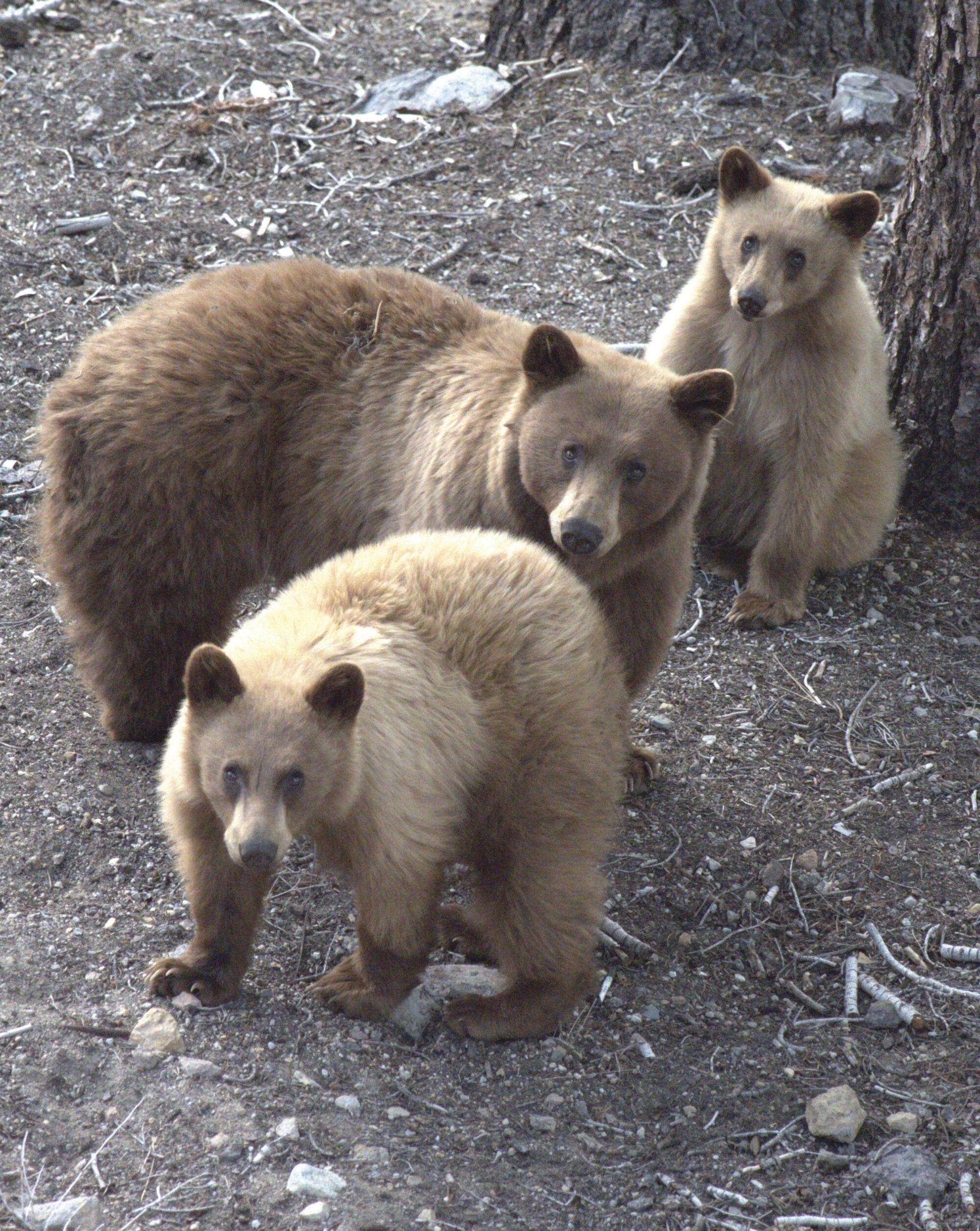 How One Biologist Applies His 'Bear Whisperer' Know-How To Chinese