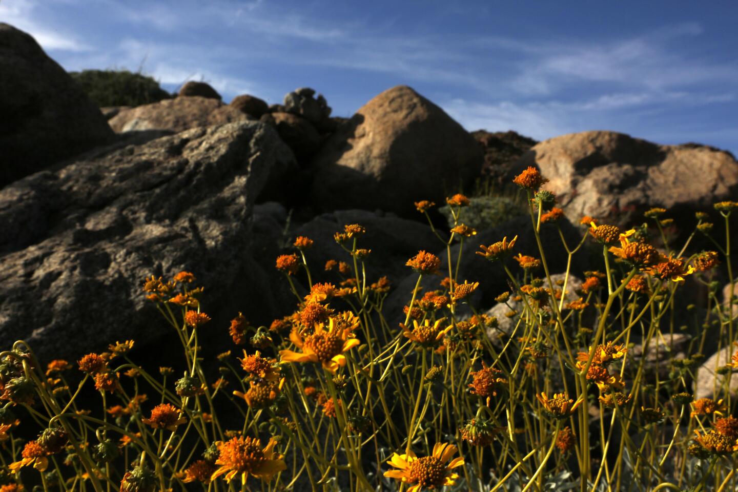 Colorful brittle bush blooms reach for the sky at Anza-Borrego Desert State Park. Whether there is a "super bloom" or just a sprinkling of flowers, a small, dedicated group of botanists and flower enthusiasts treks through the park searching for flowers and reporting its findings.