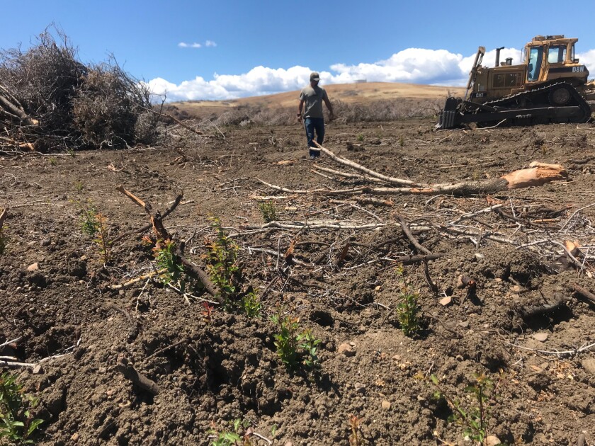 A farmer walks on a dry field of dirt next to a large pile of cut-down branches