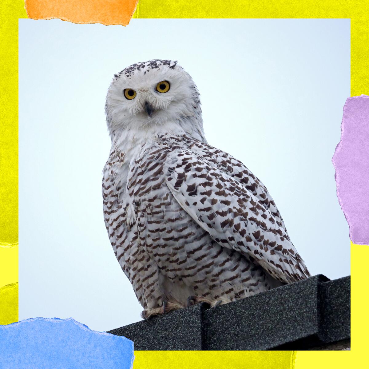 A snowy owl perches on a ledge.