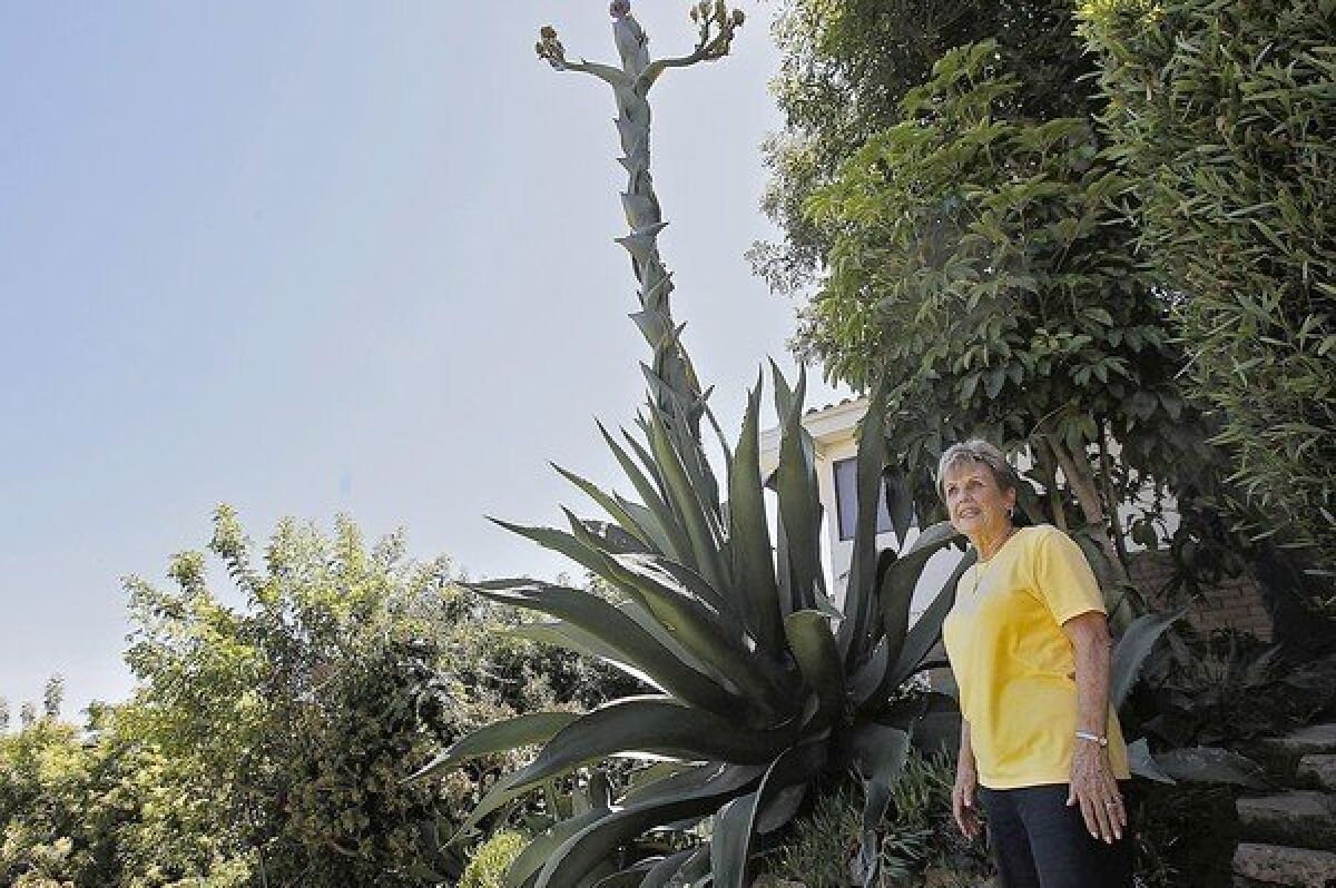 Nancy Geerlings with the giant agave in her back yard in Newport Beach.