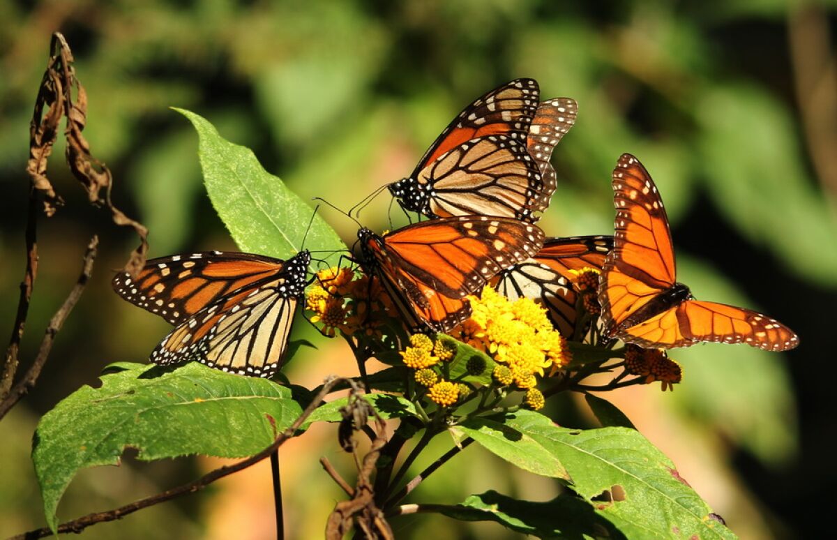 Monarch butterflies make an annual 3,000-mile winter migration to the forests of Mexico's Central Highlands.