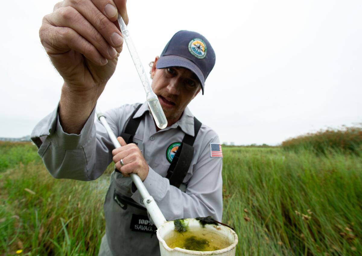 Inspector John Savage finds a mosquito larva in a sample of water at a marsh near UCI Wednesday.