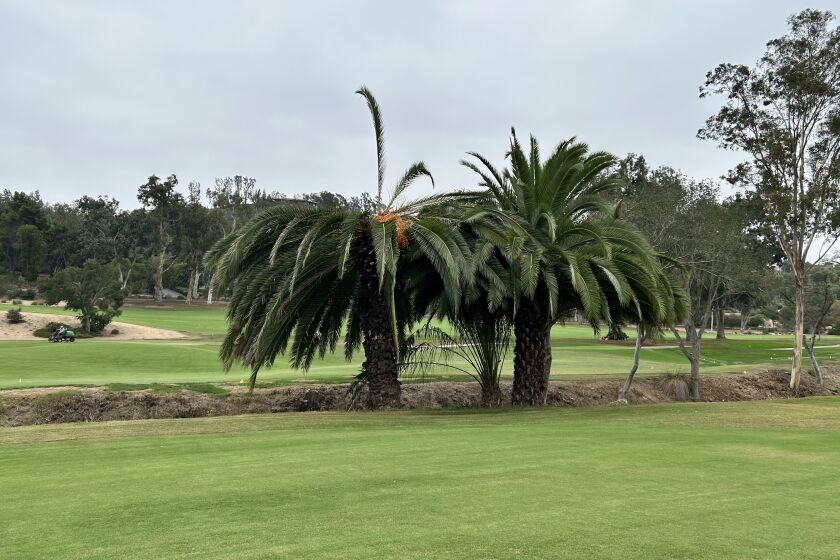 The flatted top of a palm weevil-infested palm on the golf course.