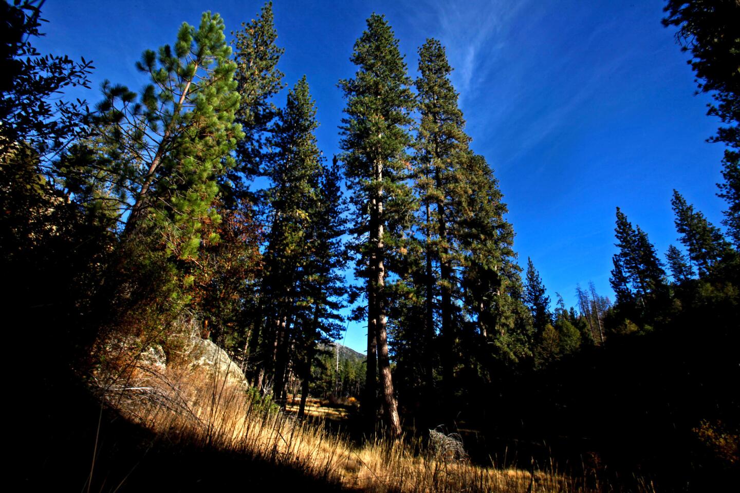 Pine Valley, elevation 3,300 feet, is named for its tall Ponderosa Pines. Jack English discovered the valley on a hunting trip to the Ventana Wilderness when he was 11. Jack always dreamed of buying the land and building a cabin there.