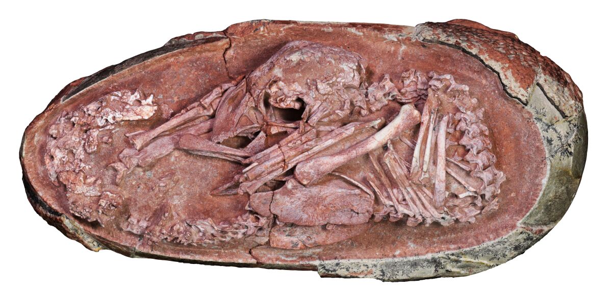 Fossilized dinosaur embryo in 'tucked' position inside egg