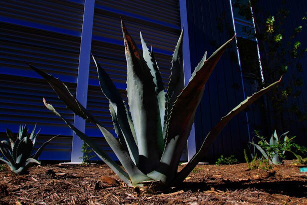 The spines of agave control traffic, discouraging pedestrians from getting too close to the building.