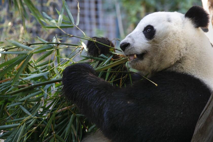 SAN DIEGO, October 25, 2018 | Xiao Liwu, a young male panda born at the San Diego Zoo, eats bamboo at the San Diego Zoo on Thursday. | Photo by Hayne Palmour IV/San Diego Union-Tribune/Mandatory Credit: HAYNE PALMOUR IV/SAN DIEGO UNION-TRIBUNE/ZUMA PRESS San Diego Union-Tribune Photo by Hayne Palmour IV copyright 2018